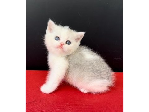 34 yıllık canpette silver gold blue british yavrular