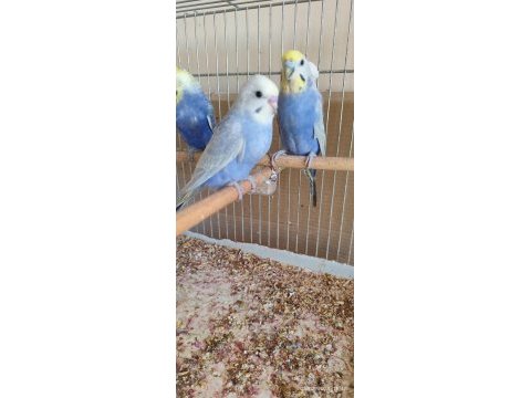 Yeni yeme düşen rainbow muhabbet kuşu yavrular