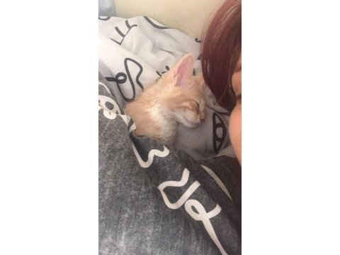 Kedi karamel