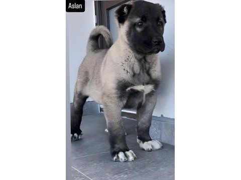 Sivas dev kral kangal çiftliği