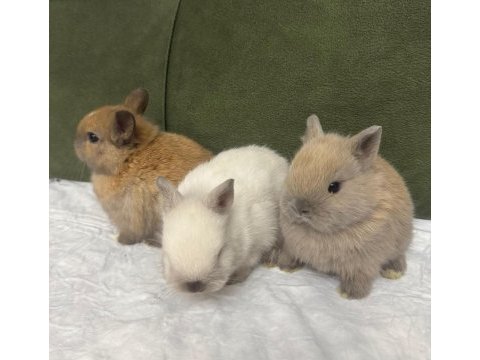 Lop hollanda tavşanı