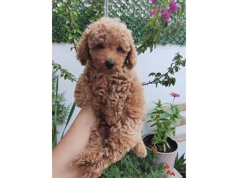 Dişi poodle 2 aylık
