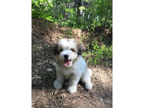 3 aylık terrier yavru