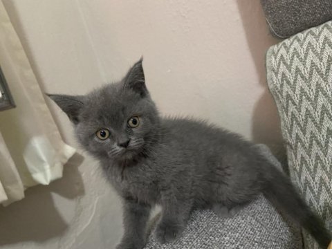 55 günlük british shorthair