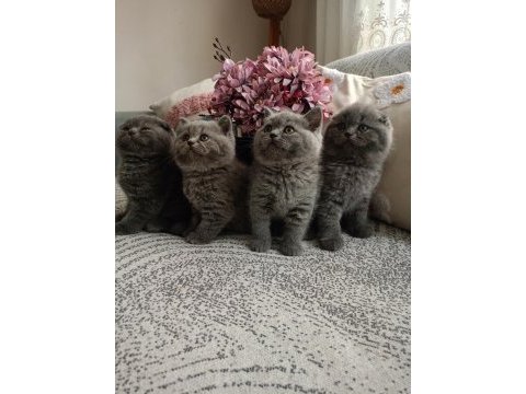 Gri british shorthair ve scottish fold kediler