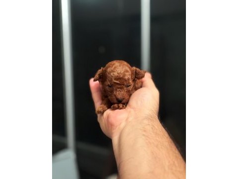 Baba kore anne toy red brown dişi poodle yavrular