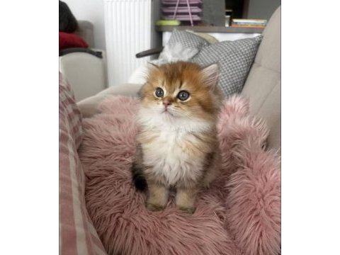 Safkan british longhair bebekler