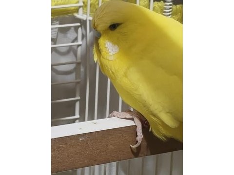 Bilezikleri muhabbet kuşu jumbo iri erkek dişi takım