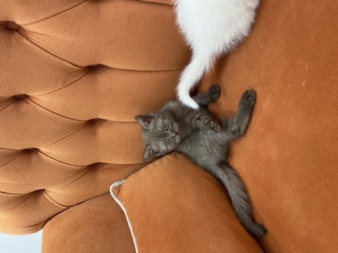 Çikolata kız british shorthair