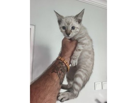 Bengal kedisi