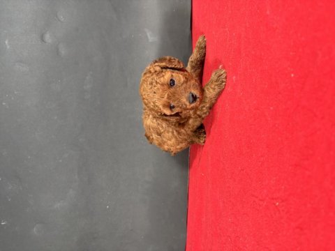 Mini boy red toy poodle yavrumuz