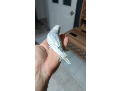 Yeni yeme düşmüş muhabbet kuşu yavrular