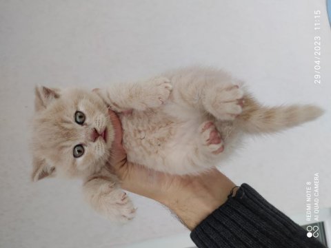 British shorthair cream color