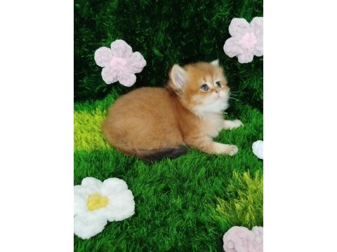 British golden safkan