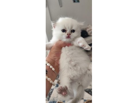 Safkan ırk sağlık garantili british longhair kediler