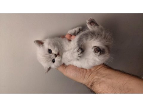 Acil safkan british shorthair yavrularımız