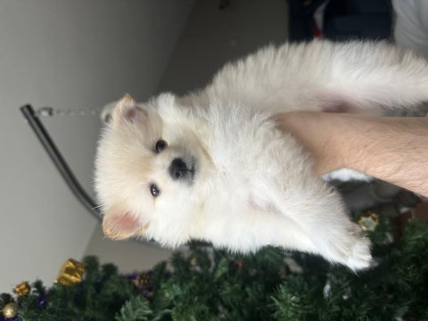 2 aylık beyaz yavru pomeranian