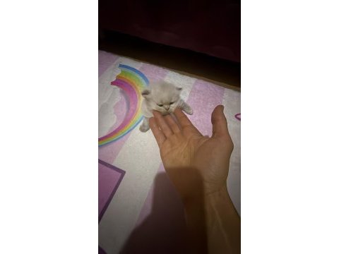 50 günlük british shorthair yavrularımız