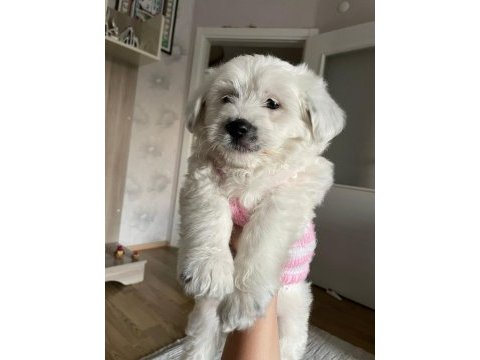 Terrier 2.5 aylık