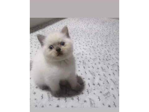 Dişi ve erkek bebeklerim british shorthair