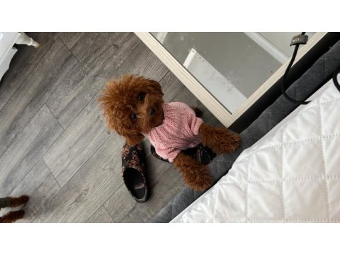 Kıvır kıvır tam toy poolde bebekler
