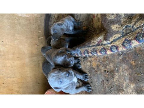 A kalite safkan italiano blue cane corso