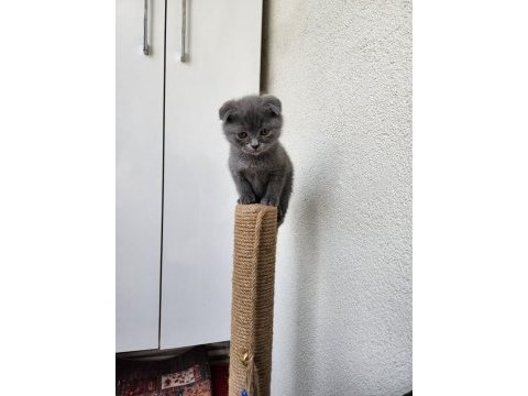 Siyah gri golden british shorthair yavrularımız