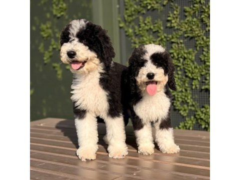 Bernedoodle yavrular