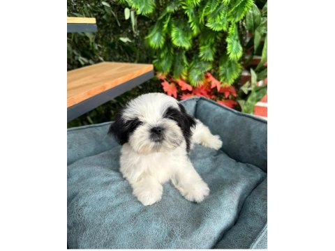 2.5 aylık full secere shih tzu yavruları