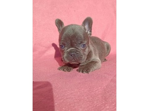 Son blue quad french bulldog yavrumuz