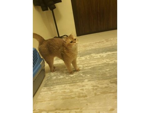 1 yaşında golden dişi british shorthair