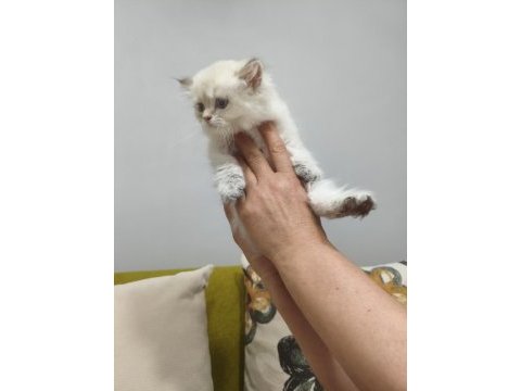 British longhair silver point