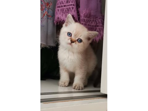 Top kafa kedimiz kalite yavru hazır