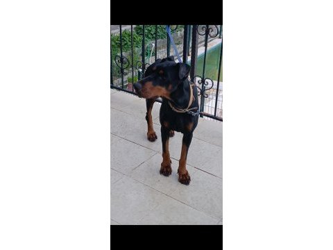 Yetişkin kaliteli doberman