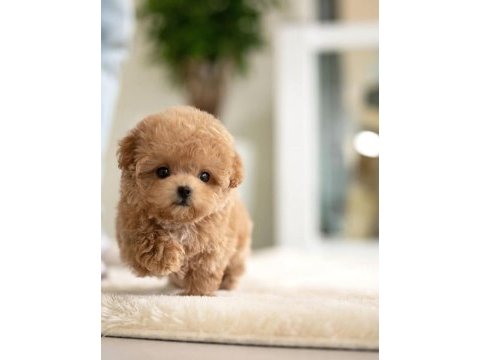 Maya kızımızın mükemmel yavrusu toy poodle