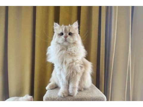 Sevimli british longhair kedimiz paşa