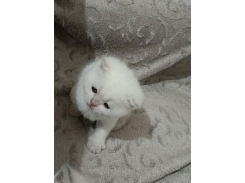 Kaliteli sağlıklı british shorthair yavrular