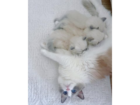 Ragdoll dişi ve erkek yavrular