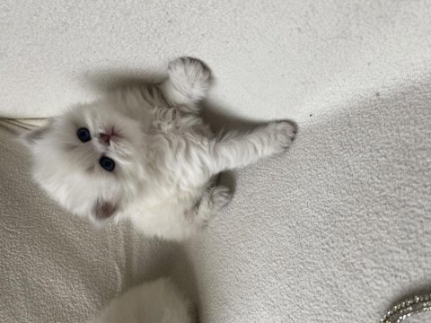Safkan british longhair bebeklerim