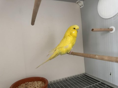 Jumbo dişi muhabbet kuşu