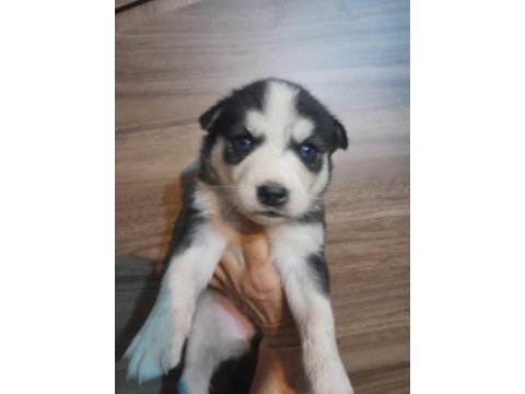 Kaliteli sağlıklı sibirya (husky) yavrularımız
