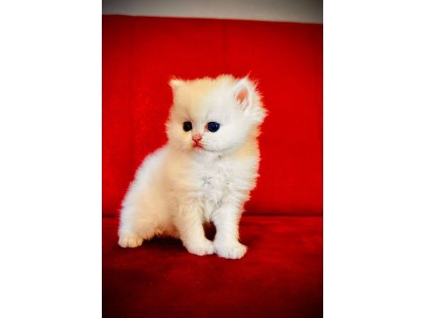 Scottish straight scottish longhair british shorthair yavru