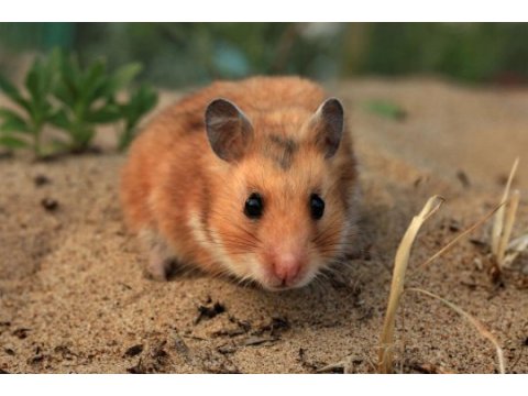 Yavru ve yetişkin suriye hamster bulunur