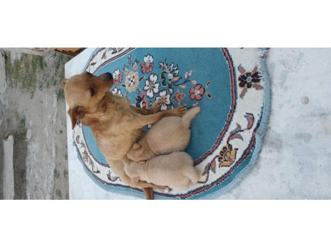 Minyatür pinscher