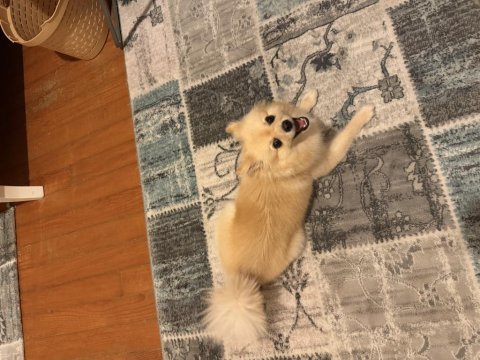 Dişi pomeranian 1.5 yaşında