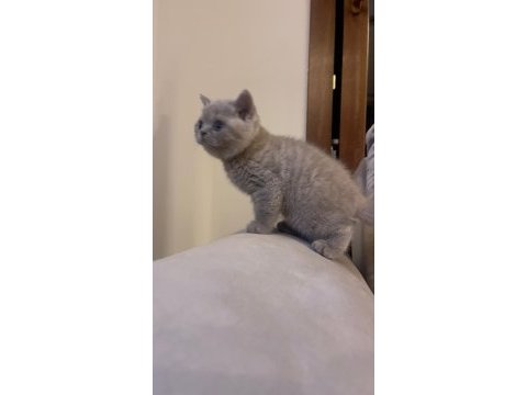 Gri renk ayı suratlı british shorthair