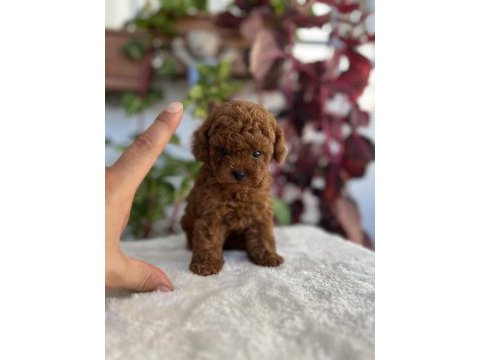 Red brown kore kan erkek poodle