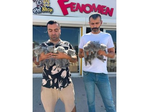 Kediciden showw kalite brıtısh shorthaır yavrular ankara 