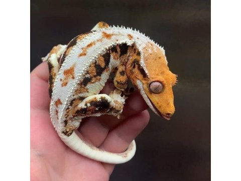 Sağlıklı ve uysal crested geckolar