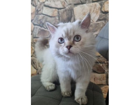 Yavru british longhair